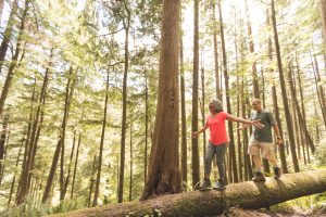 The Brain and Forest Connection: Life Among the Trees